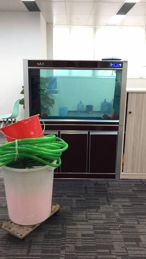 如何預防觀賞魚再次充血，關于觀賞魚充血