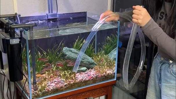 如何預防觀賞魚再次充血，關于觀賞魚充血