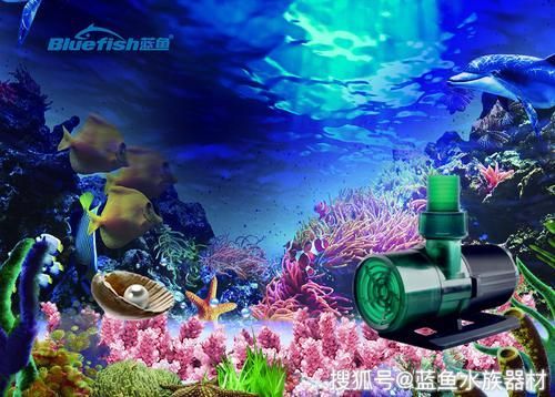 如何預防觀賞魚再次充血，關于觀賞魚充血
