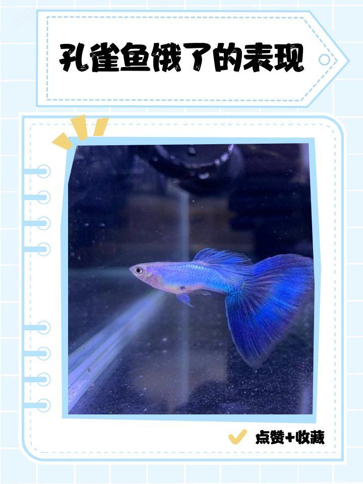 孔雀魚夜間需要喂食嗎，孔雀魚夜間喂食有哪些誤區(qū)