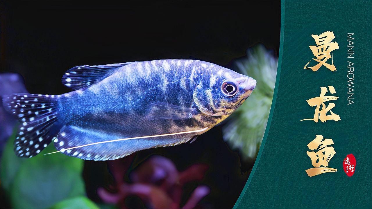 曼龍魚有哪些常見品種？，好看又好養(yǎng)的熱帶魚都有哪些