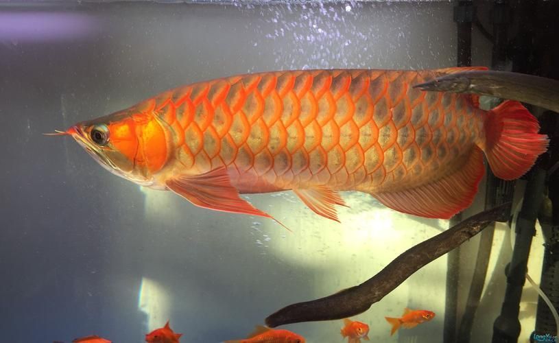 如何注冊和登錄龍魚之巔論壇？，山西易通天下網絡科技有限公司“龍魚之巔論壇”注冊
