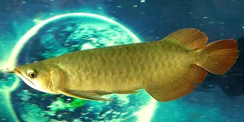 如何注冊和登錄龍魚之巔論壇？，山西易通天下網絡科技有限公司“龍魚之巔論壇”注冊