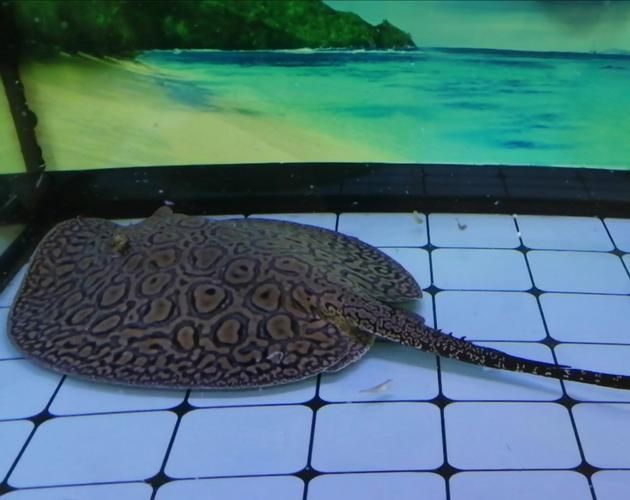 如何注冊和登錄龍魚之巔論壇？，山西易通天下網絡科技有限公司“龍魚之巔論壇”注冊