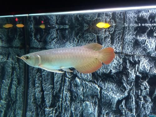 如何注冊和登錄龍魚之巔論壇？，山西易通天下網絡科技有限公司“龍魚之巔論壇”注冊