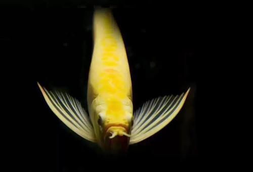 哪里可以買到白子黃化銀龍魚，白子黃化銀龍魚怎么樣？