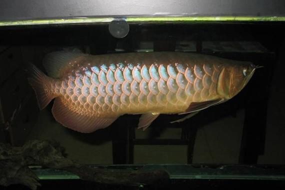 銅官龍魚有哪些品種？，“銅官龍魚（arowana）是寶石金龍、金龍、青龍、金龍魚