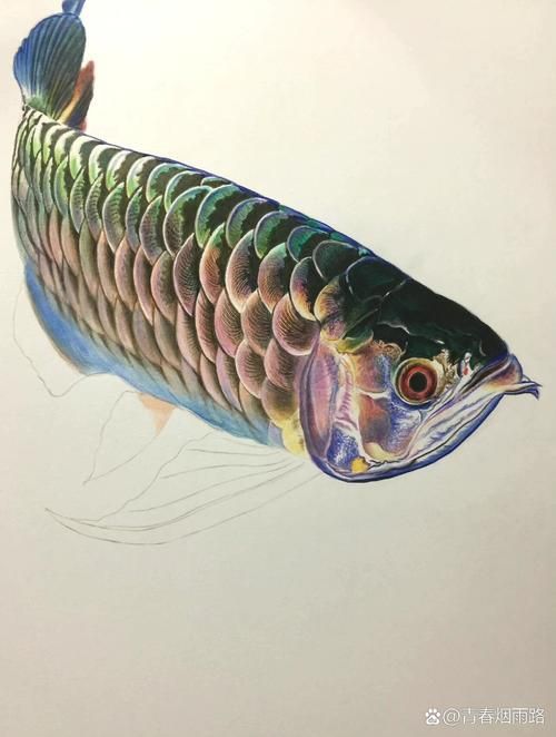 給我推薦一些高清的龍魚壁紙，高清龍魚壁紙推薦 給我推薦一些高清的龍魚壁紙，高清龍魚壁紙推薦 龍魚百科 第7張
