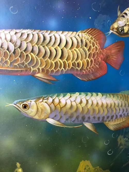 給我推薦一些高清的龍魚壁紙，高清龍魚壁紙推薦 給我推薦一些高清的龍魚壁紙，高清龍魚壁紙推薦 龍魚百科 第15張