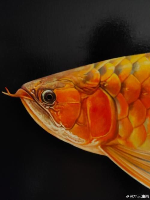 給我推薦一些高清的龍魚壁紙，高清龍魚壁紙推薦 給我推薦一些高清的龍魚壁紙，高清龍魚壁紙推薦 龍魚百科 第8張