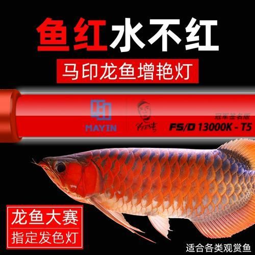 紅龍魚用什么品牌燈管，紅龍魚光照分階段攻略|養(yǎng)出好狀態(tài)
