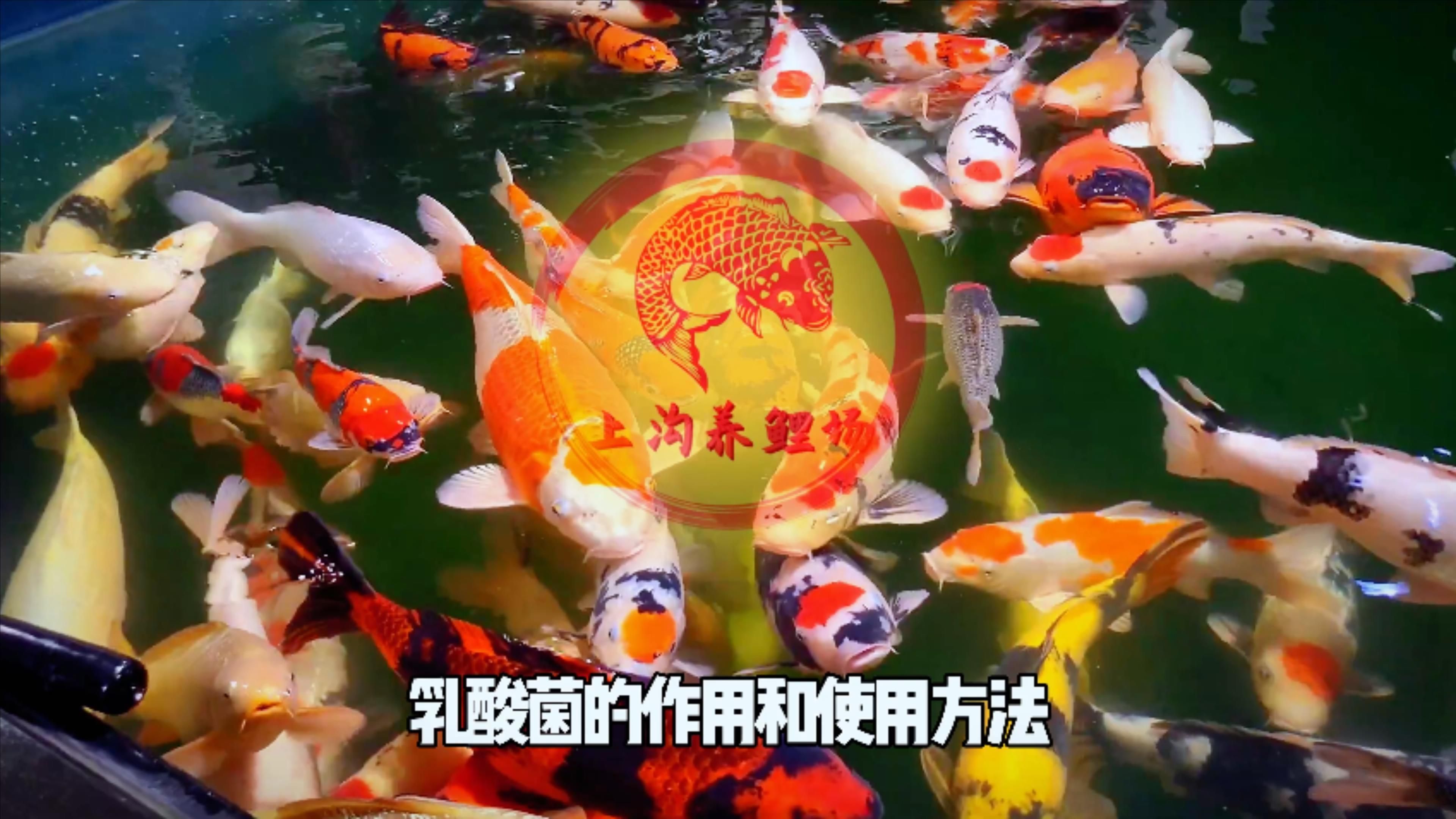 魚缸中乳酸菌的作用，乳酸菌在魚缸中的作用 魚缸中乳酸菌的作用，乳酸菌在魚缸中的作用 龍魚百科 第3張