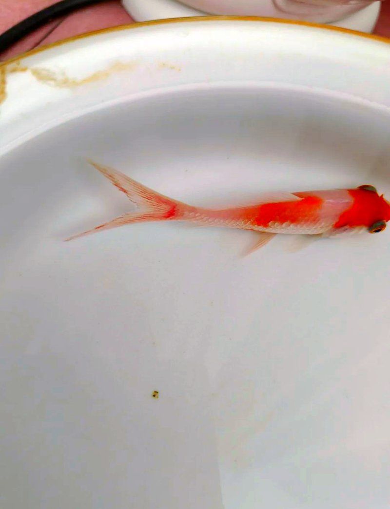 魚尾充血多久會好，草金魚尾充血絲不是病魚尾充血治療需要根據具體原因