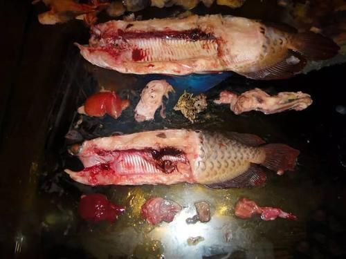 斷尾手術對龍魚有多大風險？，arxiv論文助手arxiv論文助手arxiv論文助手