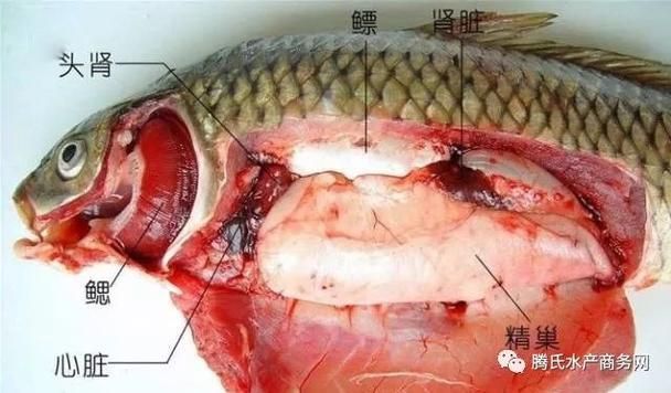 斷尾手術對龍魚有多大風險？，arxiv論文助手arxiv論文助手arxiv論文助手