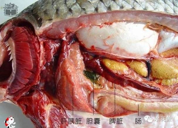 斷尾手術對龍魚有多大風險？，arxiv論文助手arxiv論文助手arxiv論文助手