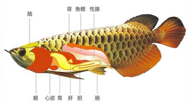 斷尾手術對龍魚有多大風險？，arxiv論文助手arxiv論文助手arxiv論文助手