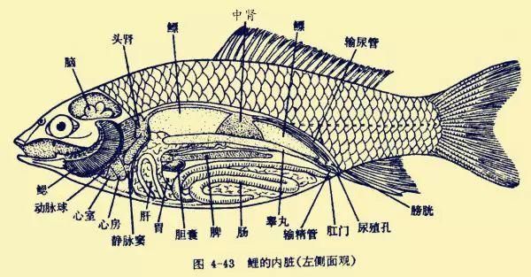 斷尾手術對龍魚有多大風險？，arxiv論文助手arxiv論文助手arxiv論文助手