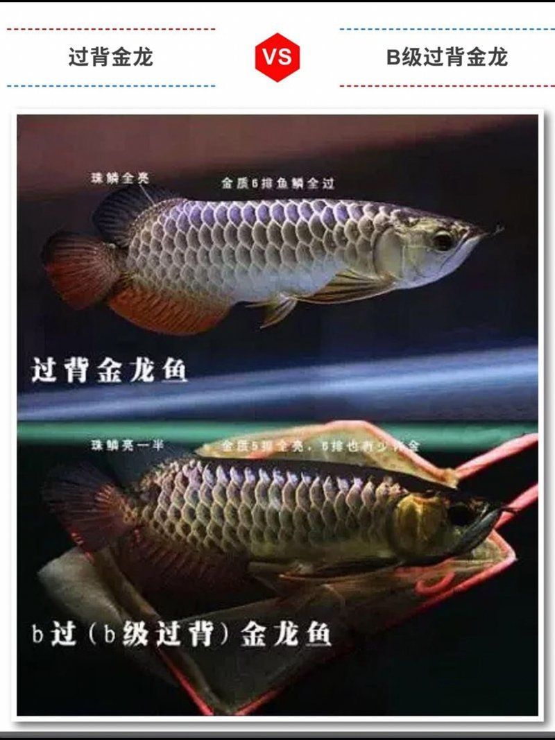 如何挑選一條好的龍魚B級過背？，如何挑選一條好的b級過背金龍魚