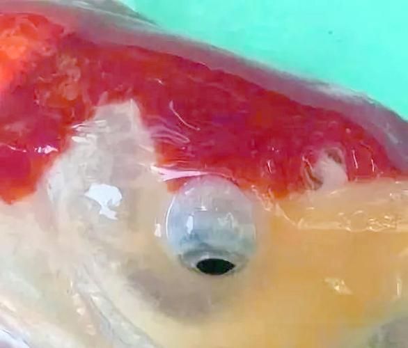 如何預防觀賞魚突眼病的發生，arxiv論文助手