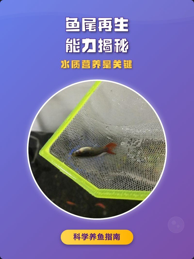 龍魚尾巴掉了多久會恢復(fù)？，魚尾巴掉落后，其恢復(fù)時間取決于多種因素，龍魚尾巴掉了會復(fù)發(fā)嗎