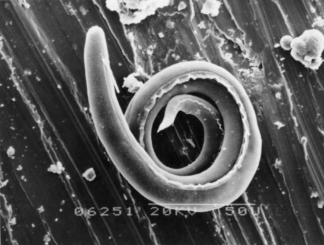 如何判斷魚是否感染寄生蟲，如何判斷魚是否感染寄生蟲——科學(xué)診斷指南