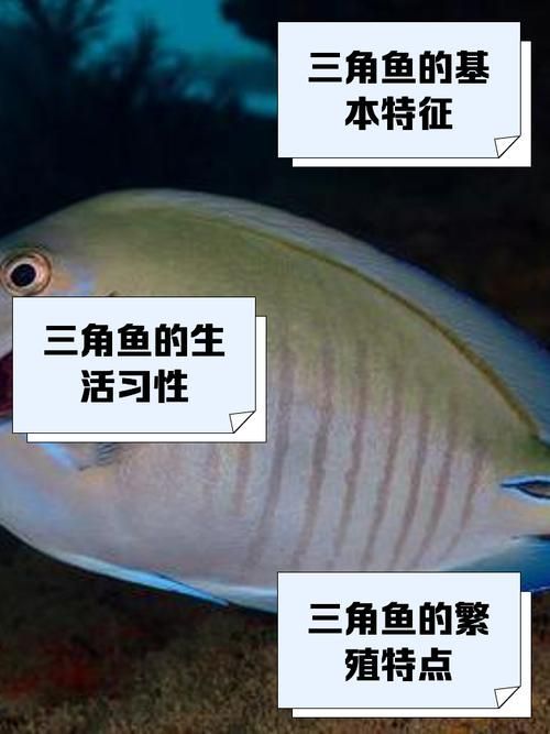 如何判斷三角恐龍魚是否適合養兩條？，三角恐龍魚（cichlasomatrimaculatumtrimaculatum）