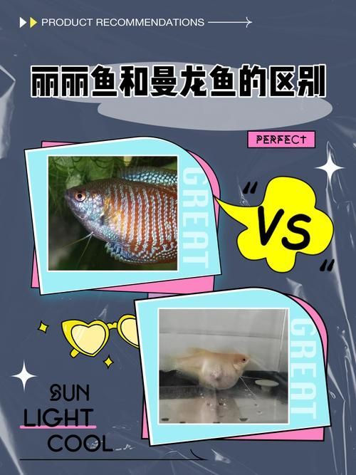 如何判斷三角恐龍魚是否適合養兩條？，三角恐龍魚（cichlasomatrimaculatumtrimaculatum）