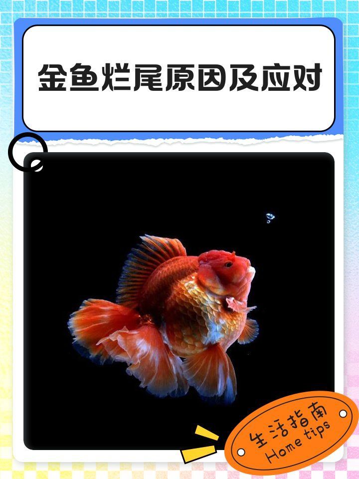 龍睛金魚爛尾病如何治療，治療龍睛金魚爛尾病的方法