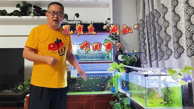 魚缸中魚上下游是正常現(xiàn)象嗎？，如何判斷魚缸中的魚是否健康？