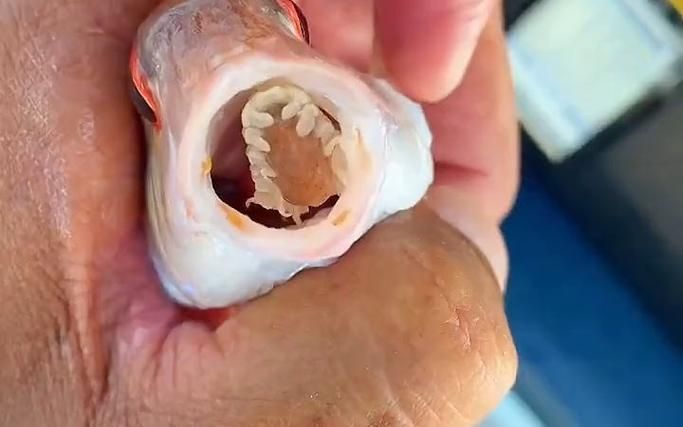 給我一些關于魚虱寄生蟲的圖片或視頻，如何判斷魚缸是否感染了魚虱