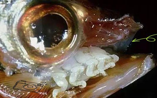 給我一些關于魚虱寄生蟲的圖片或視頻，如何判斷魚缸是否感染了魚虱