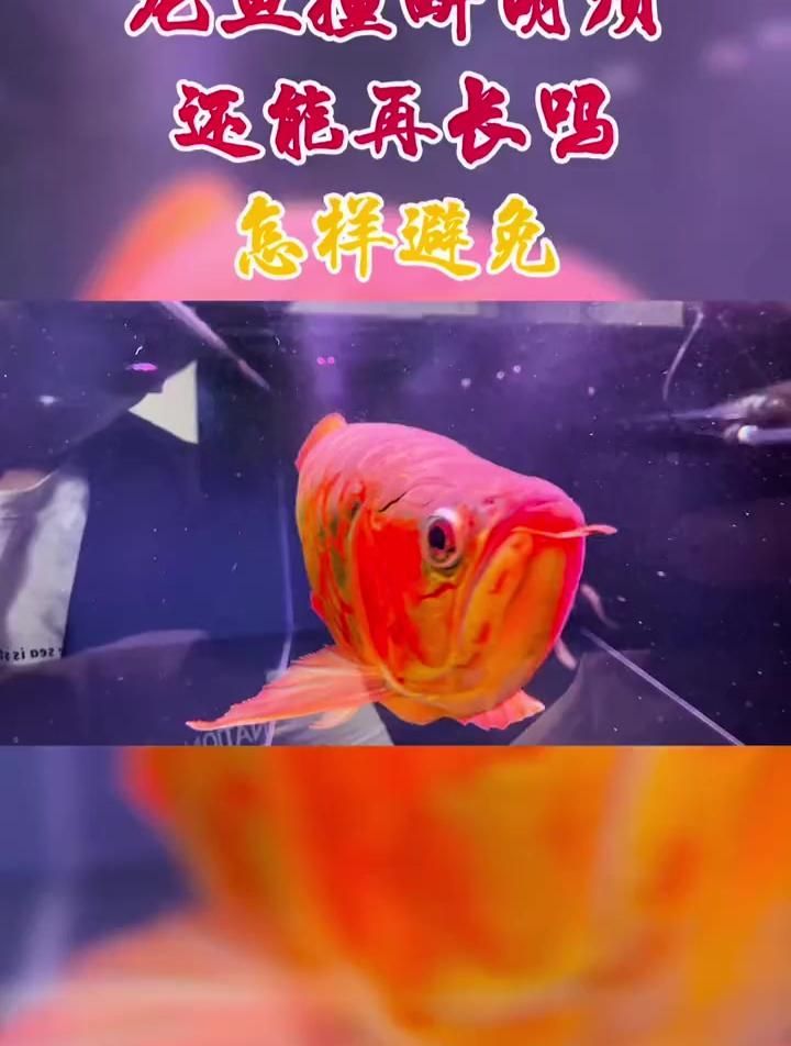 斷了的龍魚胡須會自己長出來嗎？，斷了的龍魚胡須會自己長出來嗎