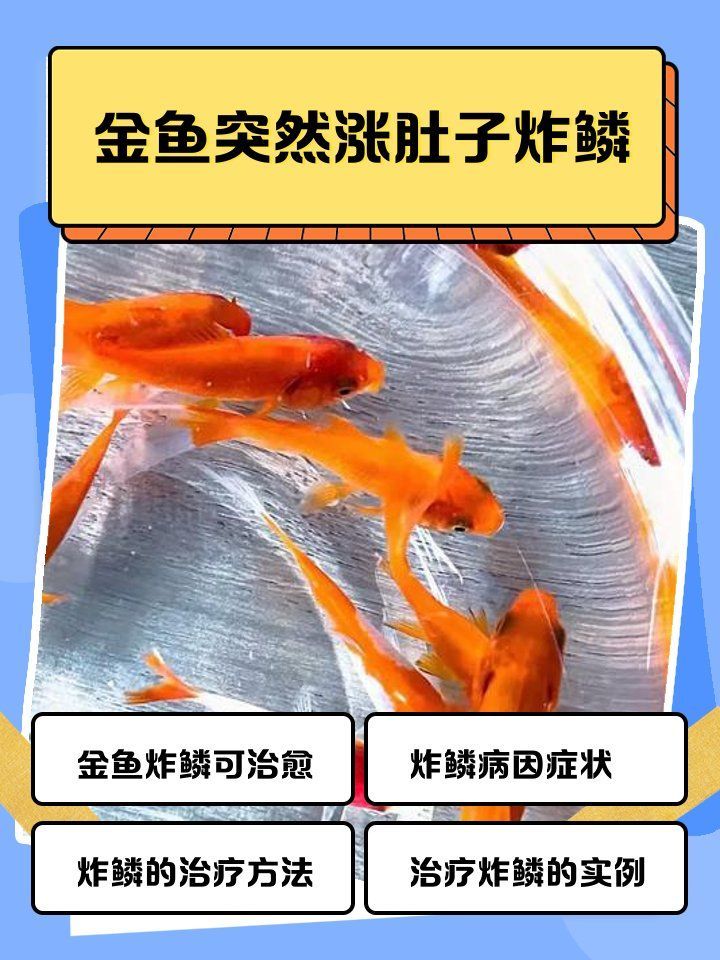 金魚突然漲肚子炸鱗，金魚漲肚子炸鱗是怎么回事