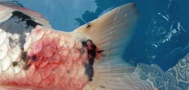 如何判斷金魚是否患有爛尾病，關于金魚爛尾病的診斷