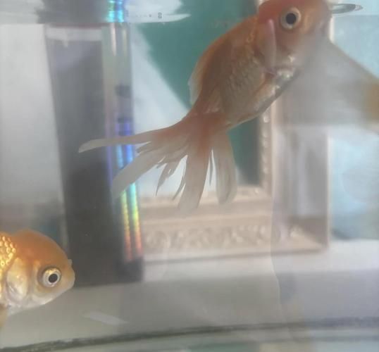 如何判斷金魚是否患有爛尾病，關于金魚爛尾病的診斷