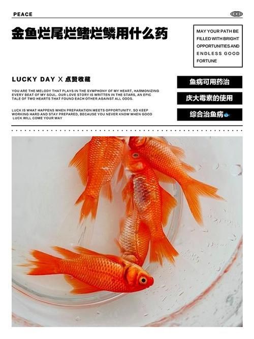 如何判斷金魚是否患有爛尾病，關于金魚爛尾病的診斷