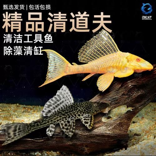還有哪些恐龍魚品種價格昂貴？，恐龍魚的價格一般多少？