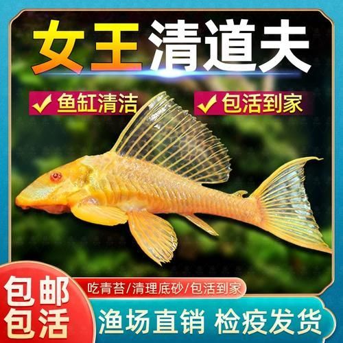 還有哪些恐龍魚品種價格昂貴？，恐龍魚的價格一般多少？