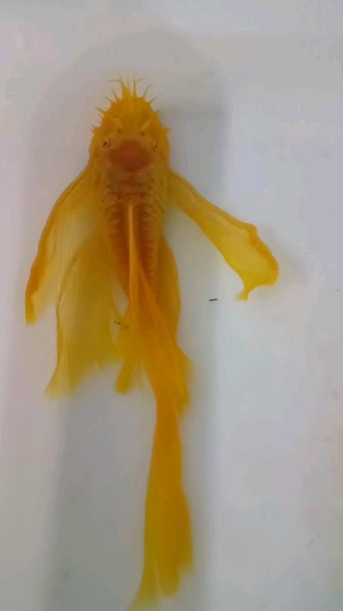 還有哪些恐龍魚品種價格昂貴？，恐龍魚的價格一般多少？