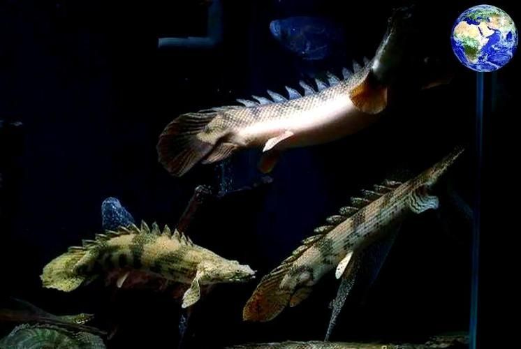 還有哪些恐龍魚品種價格昂貴？，恐龍魚的價格一般多少？