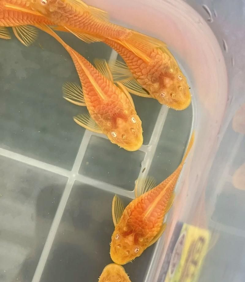 還有哪些恐龍魚品種價格昂貴？，恐龍魚的價格一般多少？