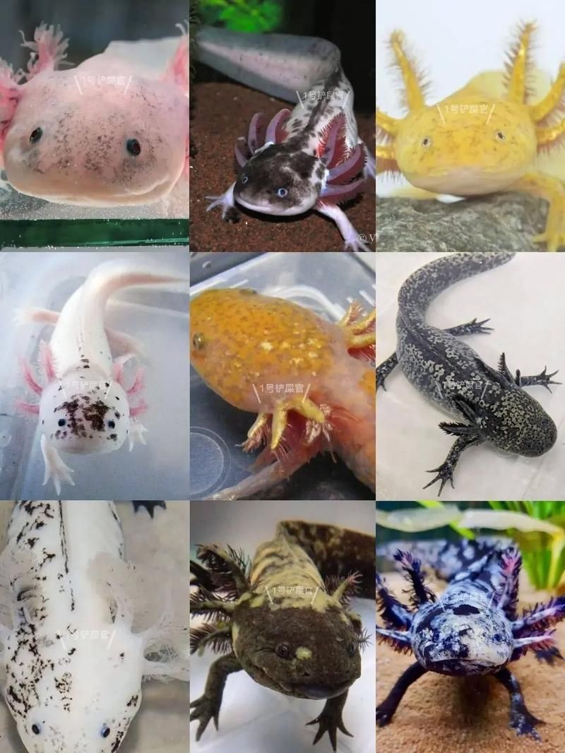 還有哪些恐龍魚品種價格昂貴？，恐龍魚的價格一般多少？