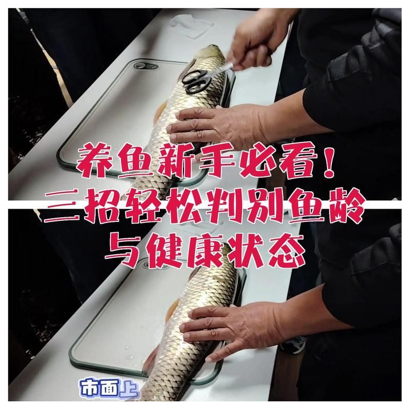 如何判斷錦鯉的年齡，如何判斷錦鯉年齡與體長有何關(guān)系，三招輕松判斷錦鯉年齡