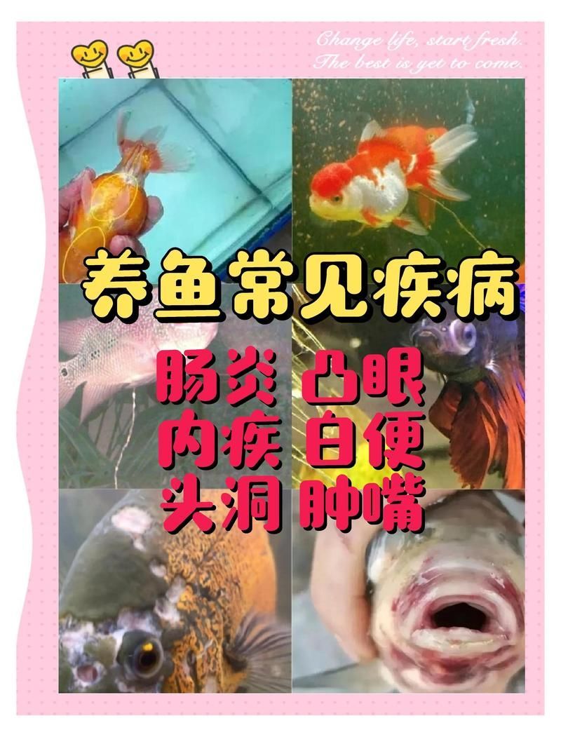 手術切除龍魚嘴上的肉疙瘩風險大嗎？，手術切除龍魚嘴上肉疙瘩