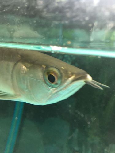 手術切除龍魚嘴上的肉疙瘩風險大嗎？，手術切除龍魚嘴上肉疙瘩