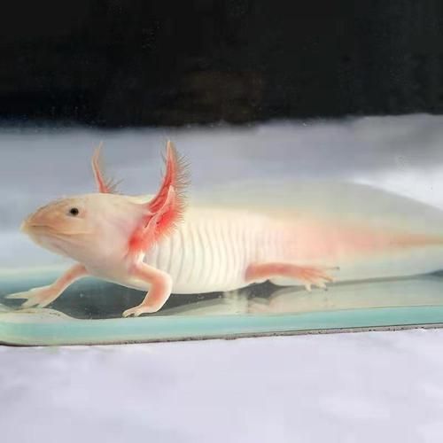 六角龍魚有哪些顏色品種？，六角龍魚的顏色及種類
