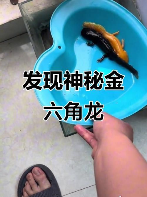六角龍魚有哪些顏色品種？，六角龍魚的顏色及種類