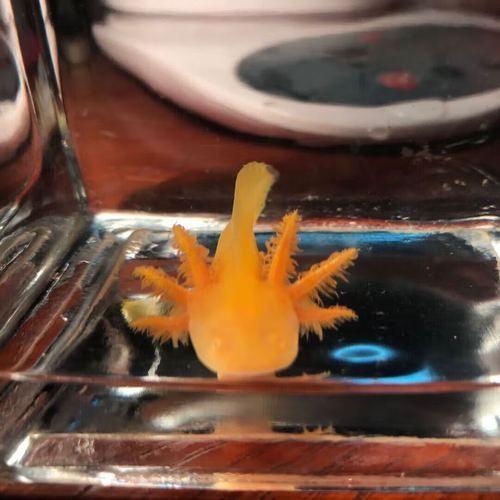 六角龍魚有哪些顏色品種？，六角龍魚的顏色及種類