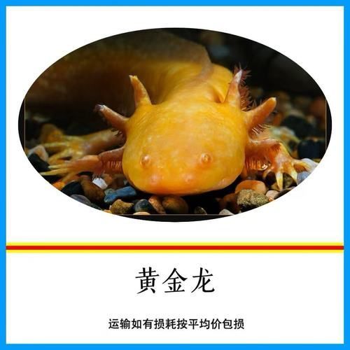 六角龍魚有哪些顏色品種？，六角龍魚的顏色及種類